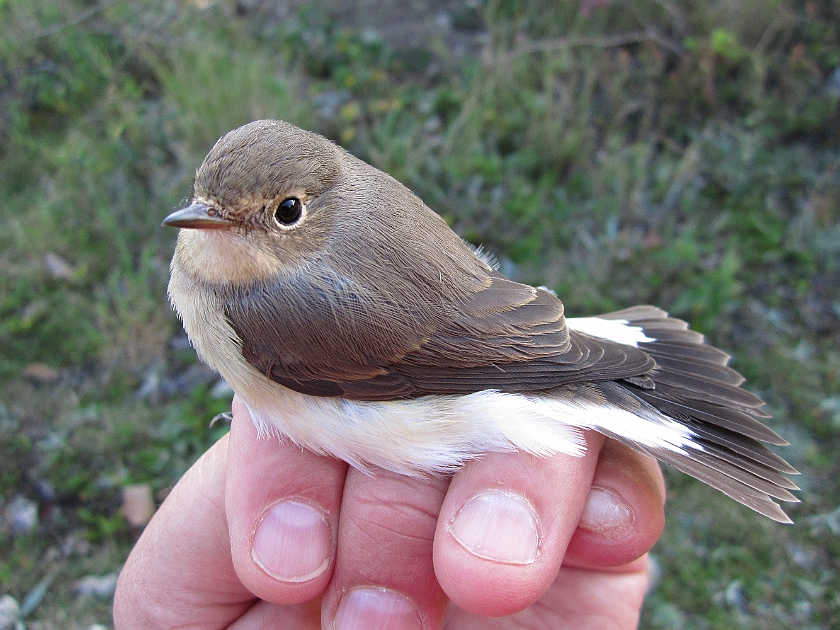 Red-breasted flycatcher, Sundre 20120829